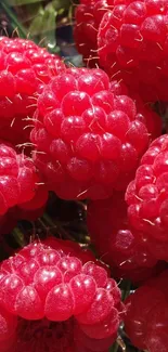 Closeup of vibrant red raspberries on a plant.