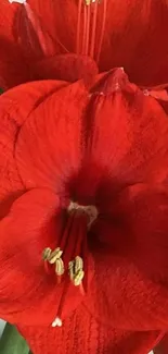 Close-up of vibrant red amaryllis blooms, showcasing detailed petals.