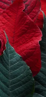 Close-up of vibrant red and green leaves forming a natural pattern.