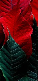 Close-up of vibrant red and green leaves.