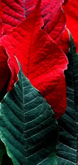 Close-up of vibrant red and green leaves wallpaper.