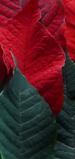 Vibrant red and green leaf wallpaper for mobile phone