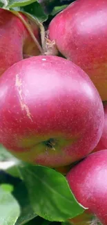 Cluster of red apples with green leaves against a natural background.