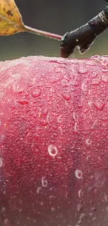 Close-up of a red apple with dew droplets on its surface.