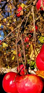 Close-up of red apples on a branch with autumn leaves.