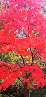 Vibrant red leaves feature in autumn scenery.