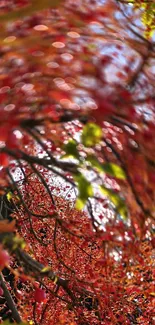 Red autumn leaves with detailed branches in vibrant mobile wallpaper.