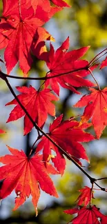 Vibrant red autumn leaves on tree branches.