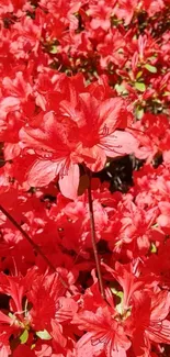 A vibrant display of blooming red azaleas, perfect for wallpaper.