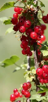 Close-up of vibrant red berries with green leaves in natural sunlight.