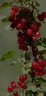 Mobile wallpaper of vibrant red berries against dark olive green leaves.