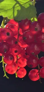 Bright red berries with green leaves on a dark background.