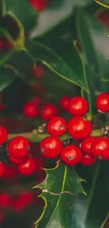 Vibrant red berries on green leaves wallpaper.