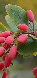 Close-up of vibrant red berries with green leaves.