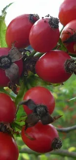 Close-up of vibrant red berries with lush green leaves.