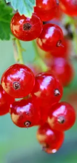 Closeup of vibrant red berries with green leaves.