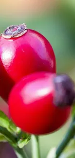 Close-up of vibrant red berries in nature.