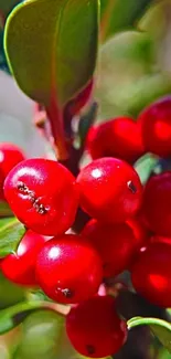 Close-up of red berries with green leaves in vibrant detail.