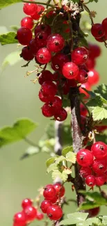 Vibrant red berries on a lush green background.