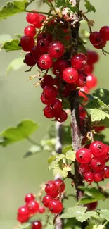 Close-up of vibrant red berries with green leaves as a mobile phone wallpaper.