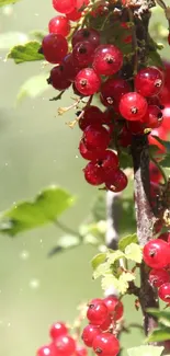 Bright red berries with green leaves in sunlight.