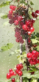 Close-up of vibrant red berries with green foliage background.