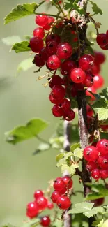 Close-up of red currants on a green leafy branch.