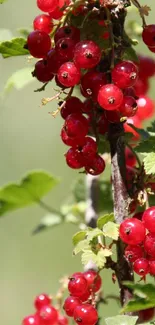 Vibrant red berries with green leaves on a sunny branch.