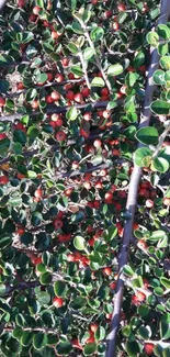 Vibrant red berries with green foliage background wallpaper.