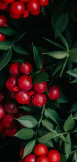 Vibrant red berries amidst dark green leaves.