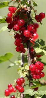 Vibrant red berries and green leaves in natural sunlight.