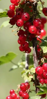 Bright red berries with green leaves on a natural backdrop.