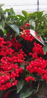 Vibrant red berry plants with lush green leaves in pots.