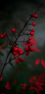 Vibrant red berries on plant with blurred background.