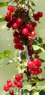 Vibrant red berries with lush green leaves on a mobile wallpaper.