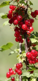 Vibrant red currants with green leaves, perfect for mobile wallpaper.