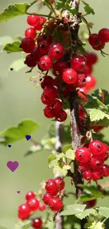 Close-up of vibrant red berries amidst green leaves.