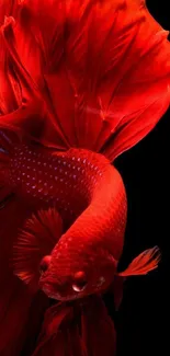 Vibrant red Betta fish with flowing fins on black background.