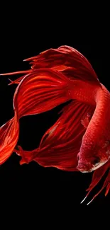 Vibrant red Betta fish swimming elegantly on a black background.