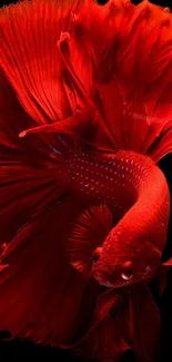 Vibrant red Betta fish featured on a black background for mobile wallpaper.