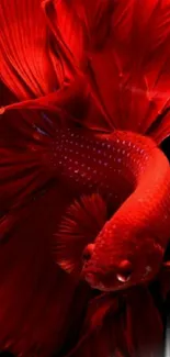 Vibrant red Betta fish with flowing fins on a black background.