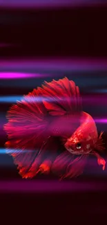 Vibrant red betta fish with flowing fins on a dark red background.