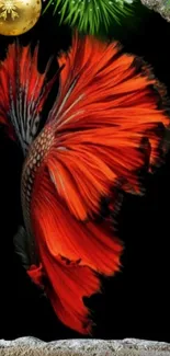 Vibrant red Betta fish against black background, artfully detailed.