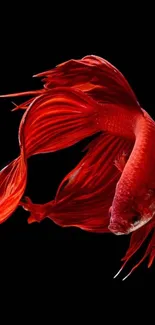 Red Betta fish on black background mobile wallpaper.