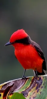 Red bird perched on a green leaf against a dark background.