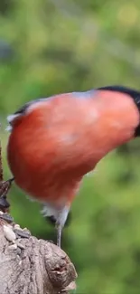 Red and black bird perched on a tree with a green background.