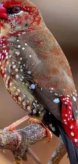 Vibrant red and brown finch on branch with striking details.