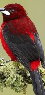 Vibrant red bird on green foliage.