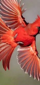 Stunning red cardinal in flight on mobile wallpaper.