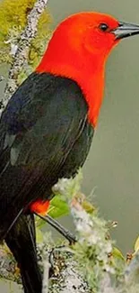 Vivid red and black bird perched on a branch.